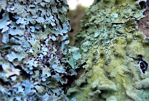 Lichens